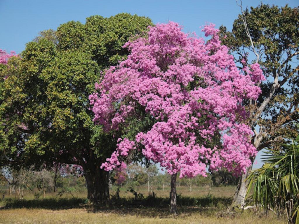 Hotel Pousada And Safari Cuiaba  Ngoại thất bức ảnh