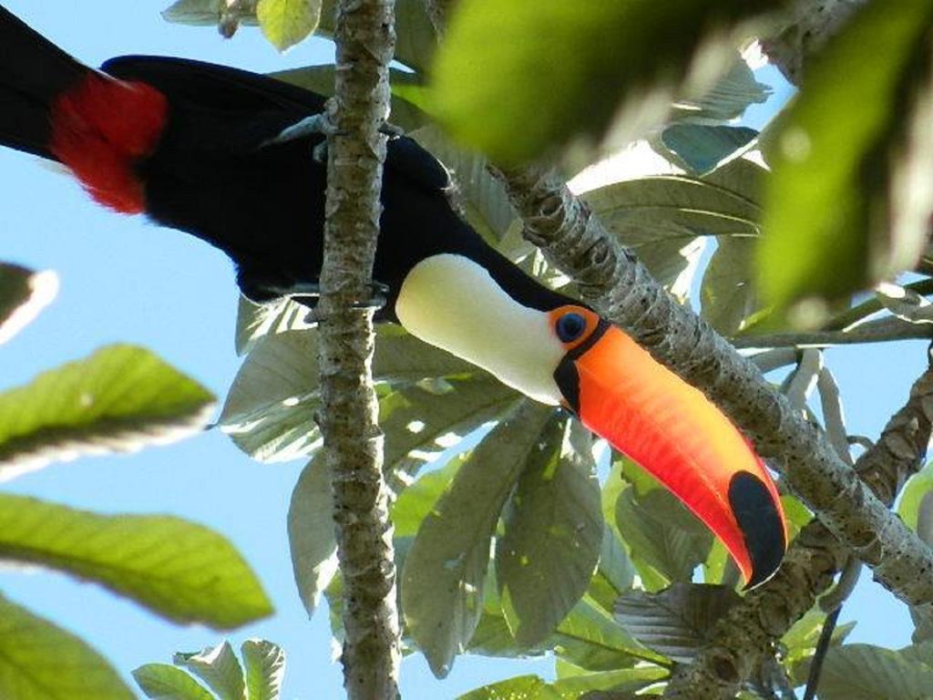 Hotel Pousada And Safari Cuiaba  Ngoại thất bức ảnh