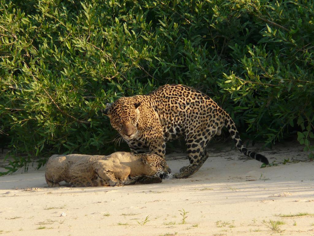 Hotel Pousada And Safari Cuiaba  Ngoại thất bức ảnh