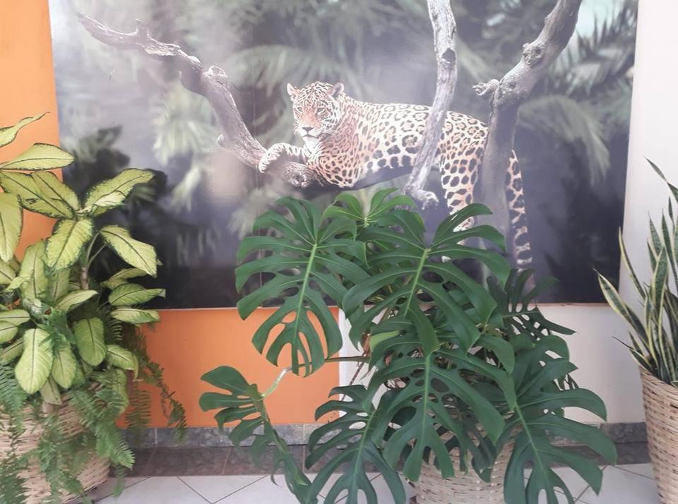 Hotel Pousada And Safari Cuiaba  Ngoại thất bức ảnh