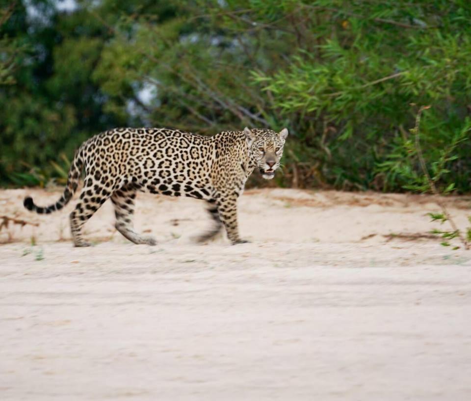 Hotel Pousada And Safari Cuiaba  Ngoại thất bức ảnh